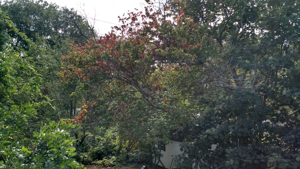 Leaves are just starting to change color in the Northeast (Photo take by Scott Kaplan)